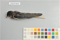 藏品(家燕)的圖片